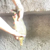 پرورش بچه ماهی