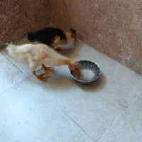 دو عدد جوجه اردک سالم