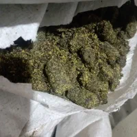 کنجاله کلزا