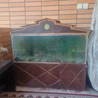 اکواریوم