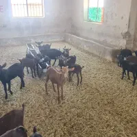 فروش بزغاله مورسیا