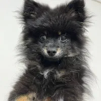 پامر اورجینال ۴ ماهه