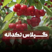 فروش نهال به زرشک سماق انار انجیر گردو...