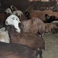 قوچ کله سفید فروشی