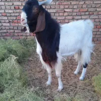 بز نر پرواری