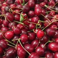 فروش گیلاس( زرد و سیاه)، آلبالو ،زردآلو مناسب