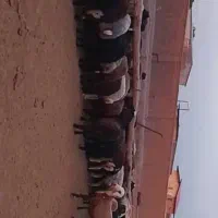 بره|حیوانات مزرعه|شهریار, شهریار|دیوار