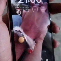 اپل x
