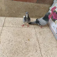 دمگیر اصل خرقه و فیروزه