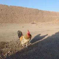 فروش یا معاوضه