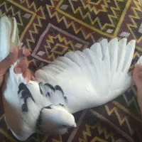 کبوتر نر سرحال خوراک جوجه کشی