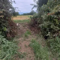 5000-متر-شالی-سنتی-شهری-اماده-برای-ساخت-ساز