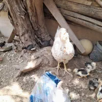مرغ گلین با ۹ تا جوجه گلین