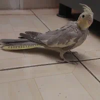 عروس هلندی ماده ۴ ماهه