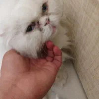 واگذاری گربه پرشین اصیل