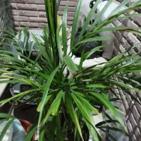 گل اریکا