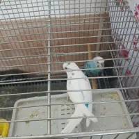 مرغ عشق