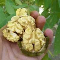 گردو 75  ب شرط