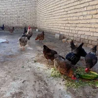 چندین مرغ و یک خروس محلی به فروش می رسد.