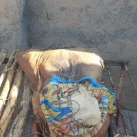 دوغ درجه یک