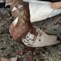فروش سینه ای تماس