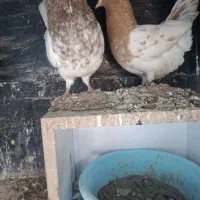 یک جفت گله کاکلی