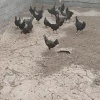 فروش مرغ محلی تخمگذار