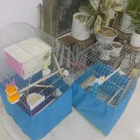 معاوضه عروس هلندی جفت با قناری نر یا سهره نر