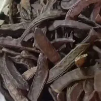 پخش عمده گیاه خرنوب ترکیه ای بلوط وهل باددرشت وغیر