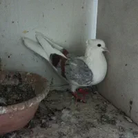 سلام تعدادی کفتر طلا