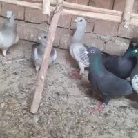 کفتر نر|پرنده|یزدان شهر, |دیوار