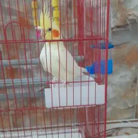 عروس‌هلندی