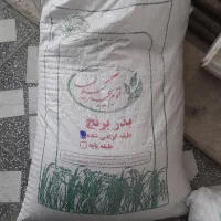 بذر طارم هاشمی اصلاح شده