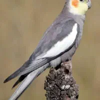 پرنده زینتی