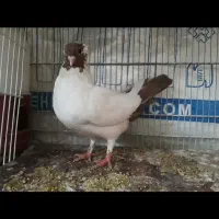 کبوتر فروشی