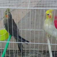 عروس هلندی نر لوتینی