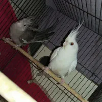 یک جفت عروس هلندی.و یک  نر و ماده تک