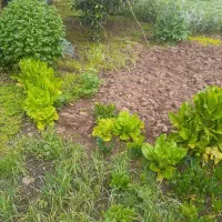 زمین-باغی-با-موقعیت-تجاری