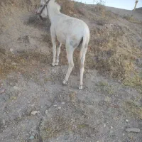 حیوان