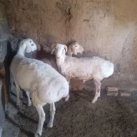 بره چینی