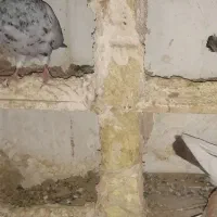 کفتر|حیوانات|ملایر, |دیوار