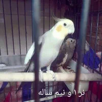 سه عدد عروس ۲۵۰۰