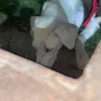 سگ گم شده|حیوانات|اهواز, شهرک اکباتان|دیوار