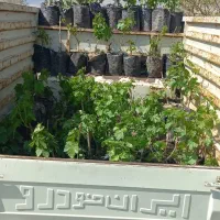 نهال انگور یاقوتی