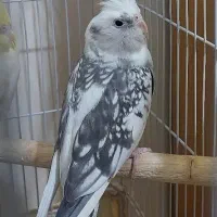 عروس هلندی سخنگو