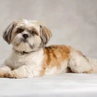 عکاسی پت ( حیوانات خانگی)