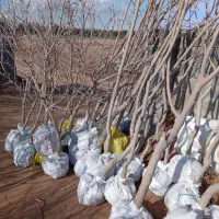 توت پیوندی قیصی روتبال