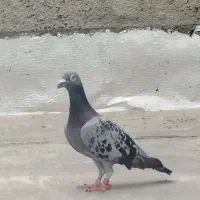 کبوتر آلمانی ماده