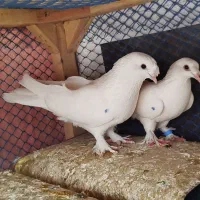 کبوتر ترکیه