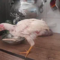 جوجه 5 ماهه